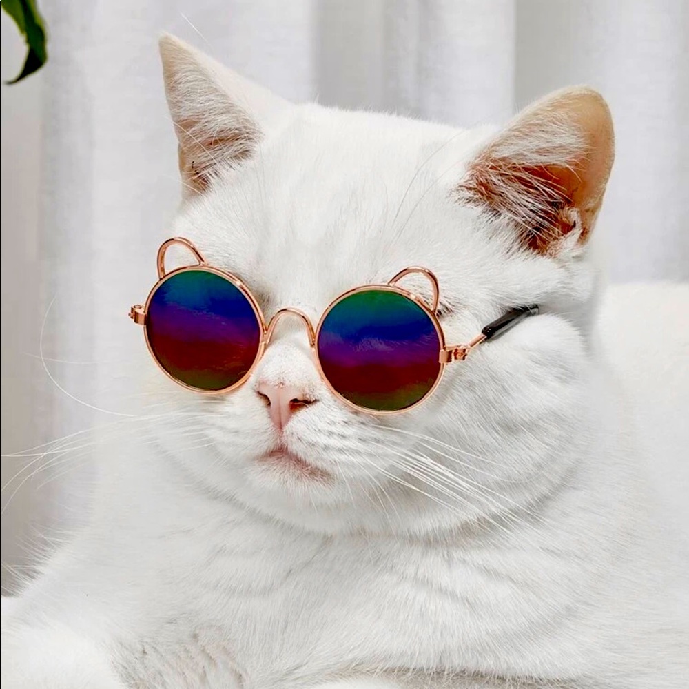 Rainbow 🌈 sunglasses for pets